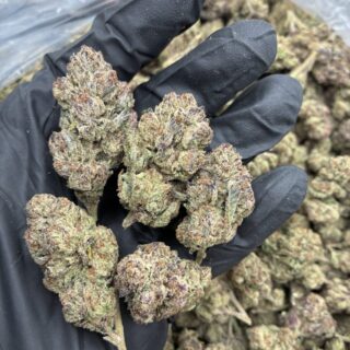 Blue Biscotti Strain