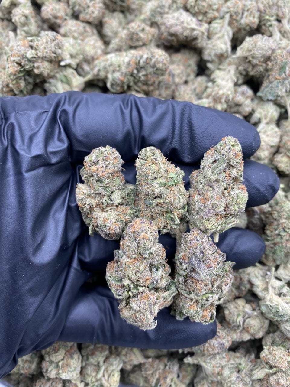 Space Rocks Strain - Image 2