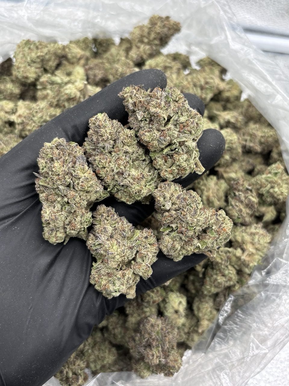 Sundae Driver Strain