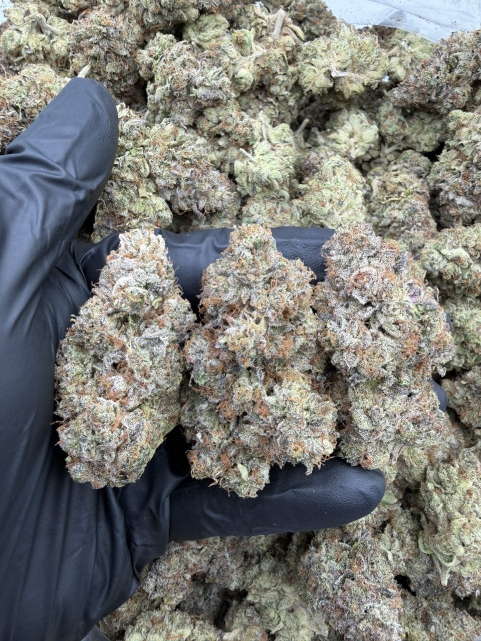 Sourdough Loaf Strain