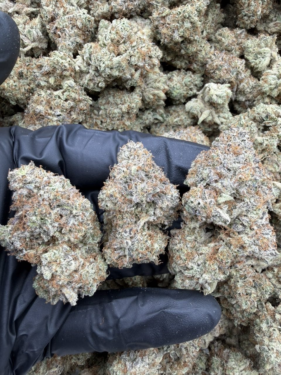 Purple Dump Truck Strain